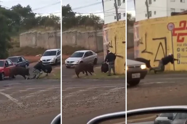 Motoboy é atacado por porco no interior de São Paulo