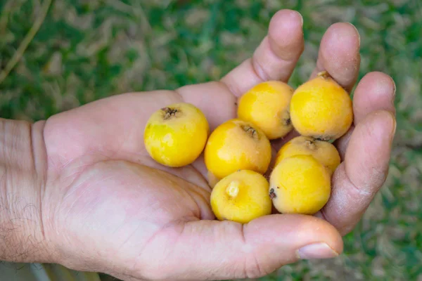 Antiga fruta de quintal volta aos pomares; veja qual é e os benefícios
