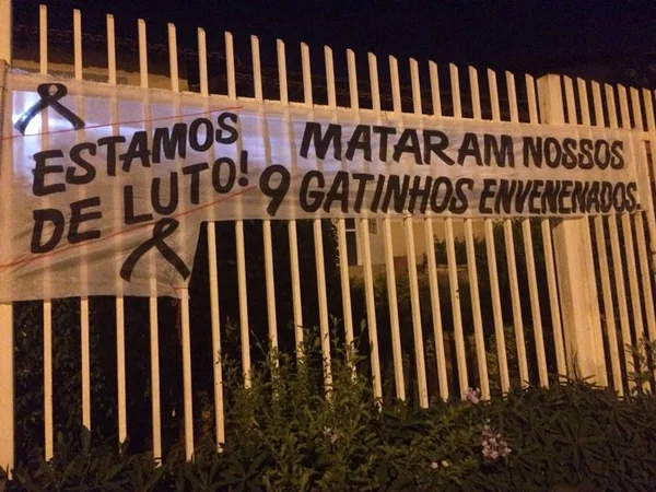 Dez gatos são achados mortos no DF e dona suspeita de envenenamento