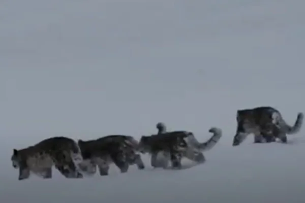 Foto colorida de leopardos-das-neves - Metrópoles