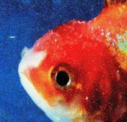 <b>"Big Fish Theory"</b>, de Vince Staples. O segundo disco de estúdio rapper não chega a superar "Summertime '06" (2015), mas tem uma generosa dose de inventividade: rimas incorporadas a estilos eletrônicos como house e dance. "Rain Come Down" e "BagBak" são audições viciantes. <a href="https://open.spotify.com/album/1qnEwPuG3l4PqRu8h3ULH7" target="_blank">Ouça</a>