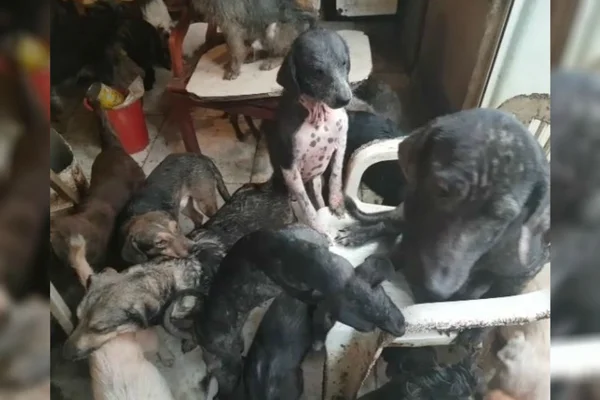 Vídeo: vizinhos denunciam idosa que tem 100 cães em casa no DF
