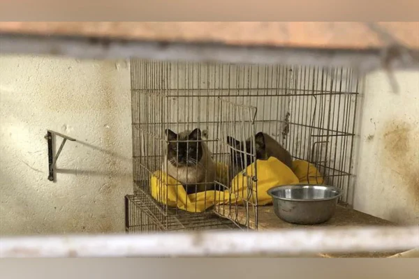 Gatos resgatados