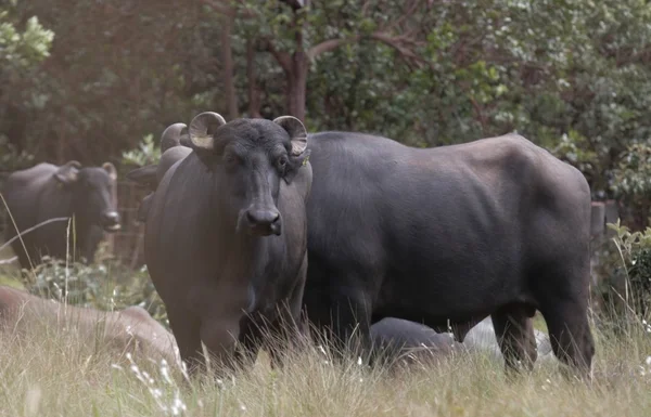 Búfalos são pivô de polêmica em sítio kalunga, na região da Chapada dos Veadeiros (GO)