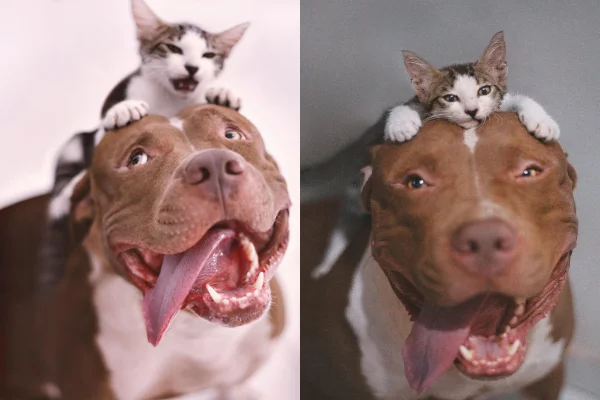 Vídeo: cachorro emociona a web ao chorar por gatinha desaparecida