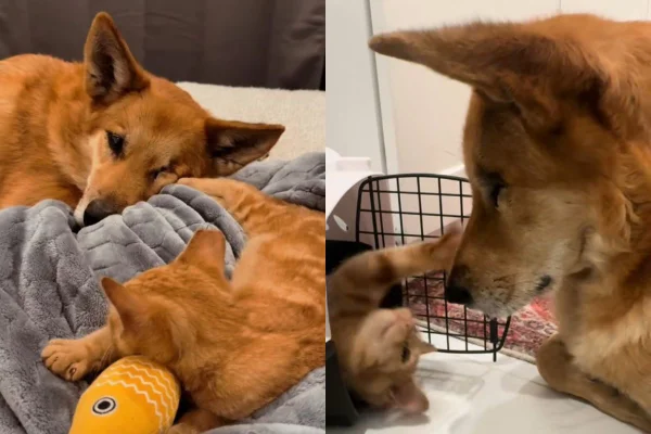 Foto colorida da amizade entre cão e gato, ambos na cor caramelo