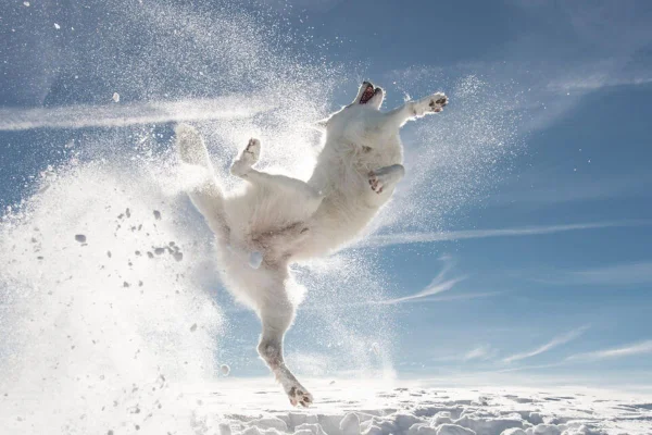 Concurso elege foto mais engraçada de pets; veja os finalistas de 2024
