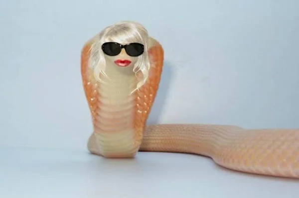 Naja de Brasília