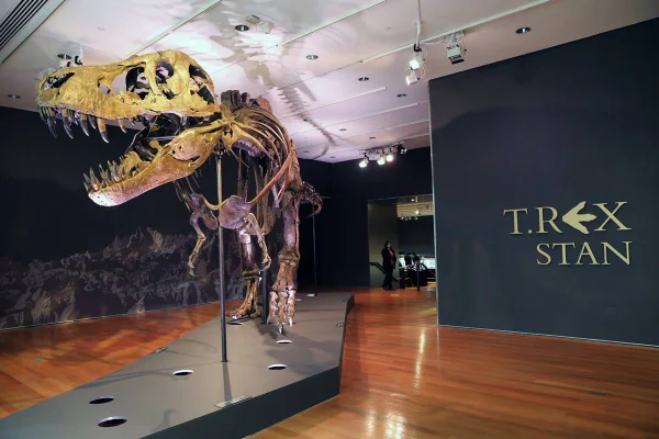 Christie's Puts Tyrannosaurus Rex Skeleton Known As Stan On Display Ahead Of Its Auction