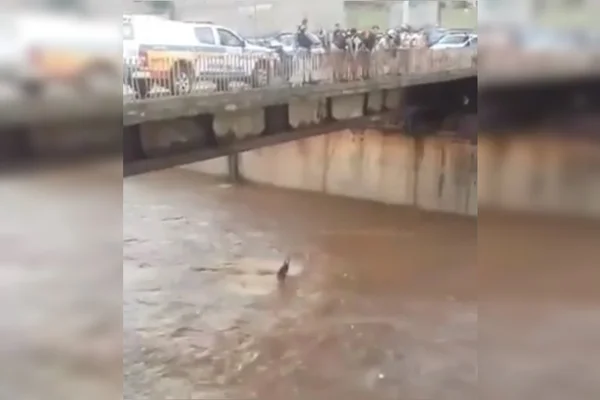 Homem pula em rio para fugir da polícia em BH e é levado pela correnteza