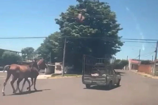 O motorista que amarrou os cavalos pelo pescoço foi identificado após um vídeo viralizar nas redes. Caso aconteceu em Presidente Prudente - Metrópoles