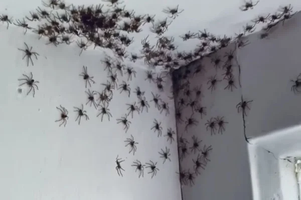 Aplicativo promete ajudar a tratar aracnofobia com realidade aumentada