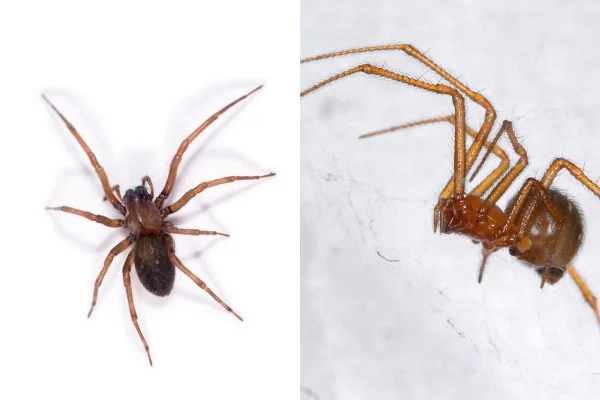 fotos coloridas de aranhas