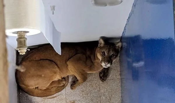 Vídeo: onça encontrada em escola de Minas Gerais é solta na natureza