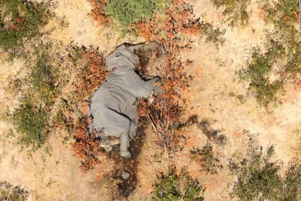 Elefante morto