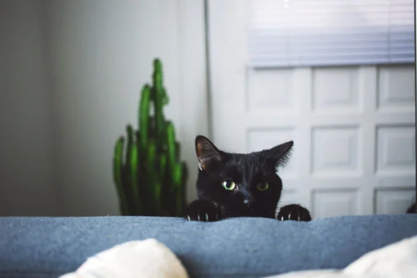 Imagem colorida de gato preto subindo na cama