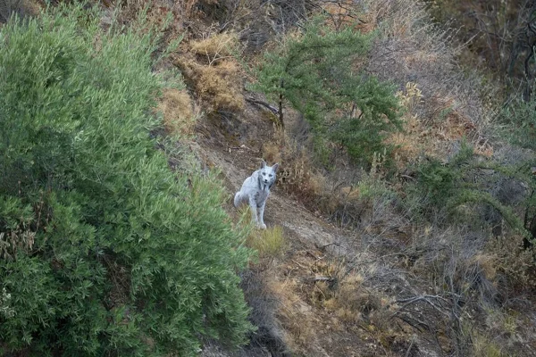 Foto colorida de um animal branco - Metrópoles