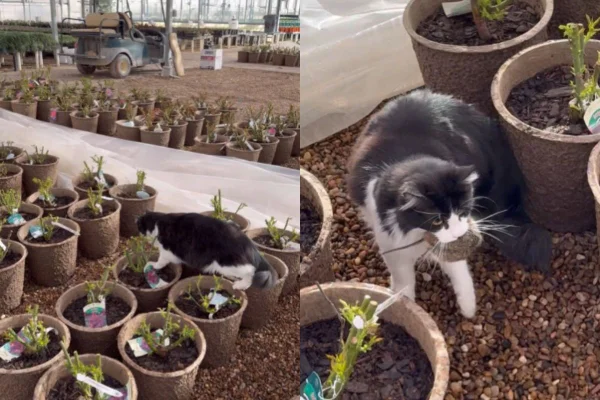 Montagem colorida de gato caçando rato