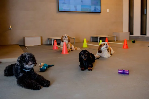 Quatro cachorros de pequeno porte estão deitados