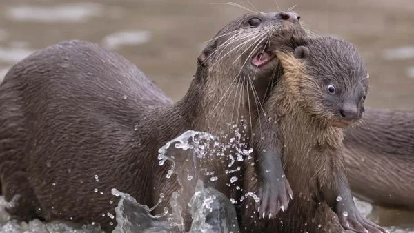Prêmio de fotografia animal