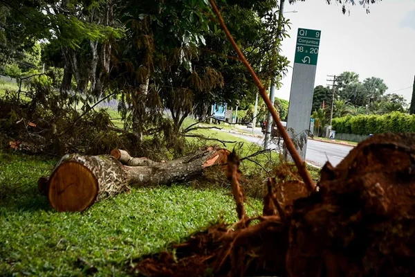 Vídeo: tratores derrubam árvores nativas para construção de posto de gasolina no Lago Sul