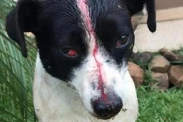 Cão é espancado, leva tiro na cabeça, tem pênis decepado e sobrevive