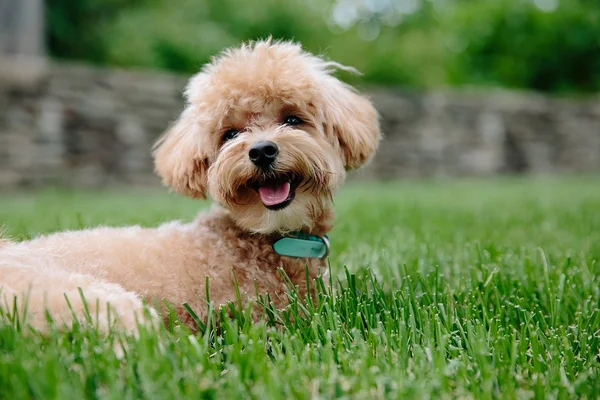 Veja seis dicas para deixar seu cachorro feliz