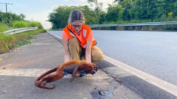 animais atropelados rodovia