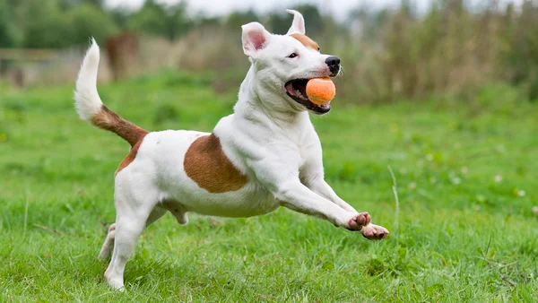 cachorro brincando com bolinha