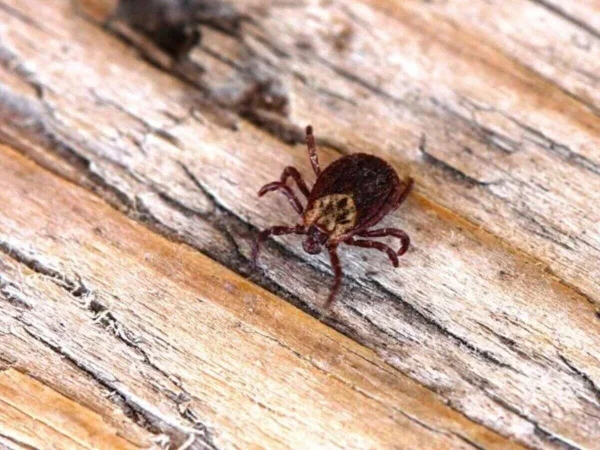 Febre maculosa: surto em São Paulo é da versão mais letal da doença