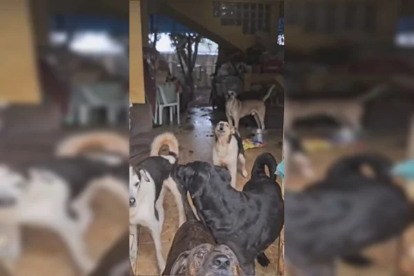cães resgatados em Planaltina