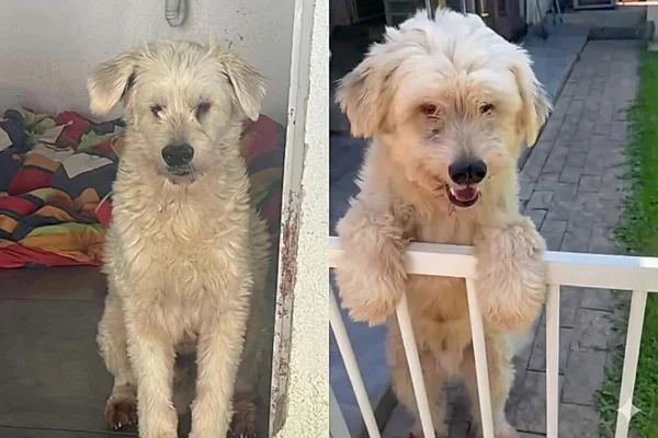 montagem colorida com fotos de cachorro que não foi adotado