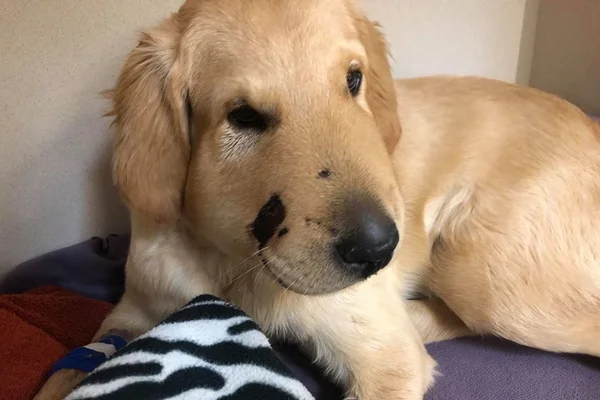 Filhote de cachorro leva picada de cobra para salvar a dona
