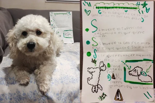 Montagem de duas imagens coloridas de cachorro da raça poodle