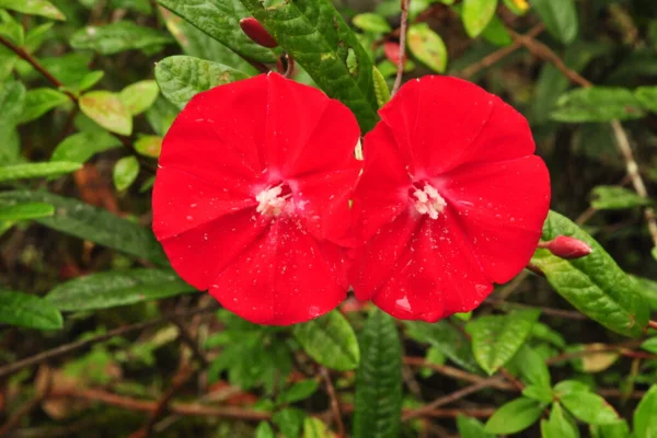 Imagem colorida mostra flor de carajás - Metrópoles