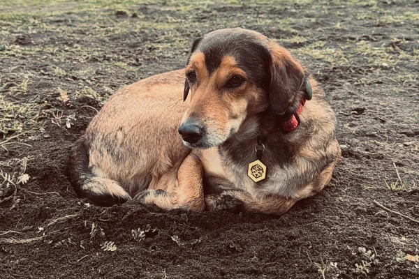 Cachorro Poze, morto em viagem com tutores para a Argentina - Metrópoles