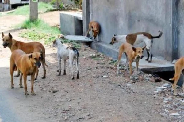Mulher é comida viva por cerca de 100 cães de rua