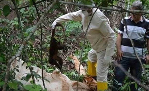 Rio confirma primeiras mortes de macacos por febre amarela