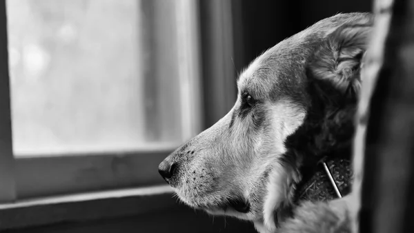 Seu pet está em luto? Saiba identificar os riscos e como ajudá-lo