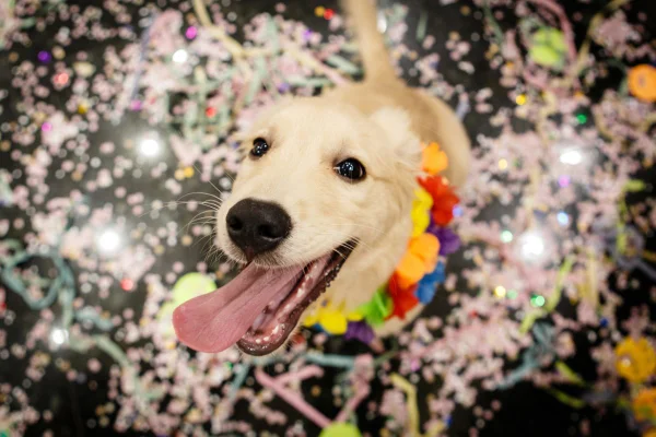 cachorro de pelagem clara com a língua para fora e fantasia de carnaval - Metrópoles