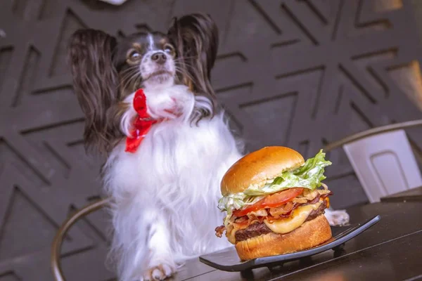 Pet Day O Concorrente