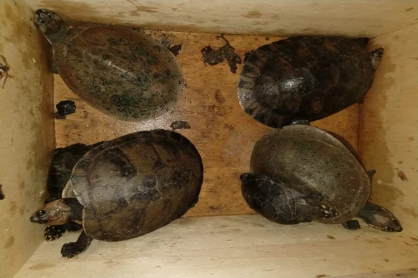 Galos usados em rinha e tartarugas são apreendidos em residência de Manaus