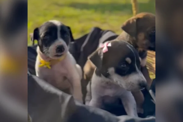 Superação: cães abandonados em lixão ganham lar após resgate da PM