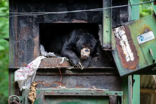 Urso-do-sol se abriga da chuva dentro de uma estrutura abandonada enquanto uma borboleta pousa em seu focinho, em um parque nacional da Tailândia