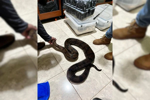 Foto colorida de cobras, escorpiões e geckos mantidos irregularmente apreendidos pela polícia - Metrópoles