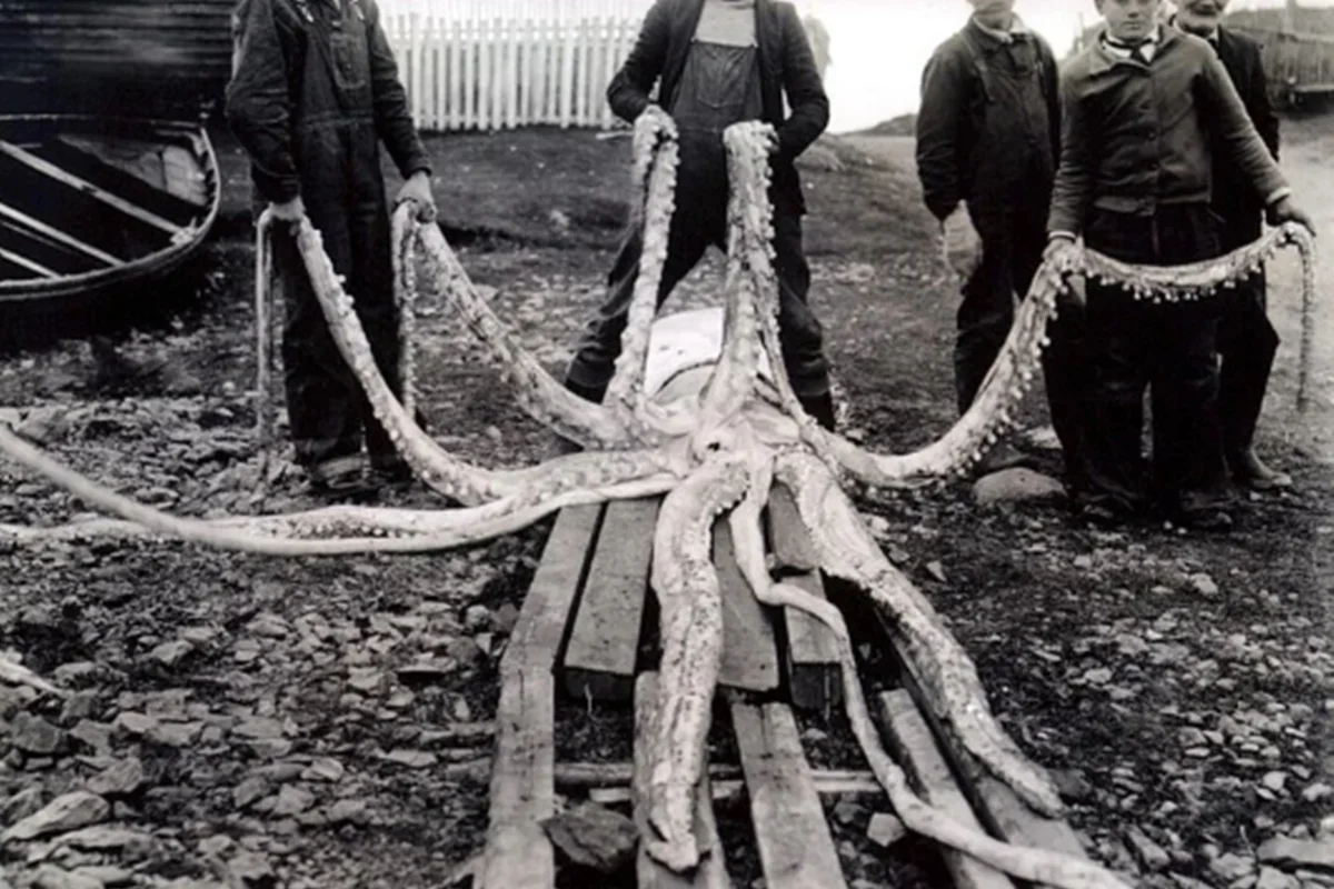 Foto histórica de 1935 mostra restos de uma lula gigante encontrada no Canadá Foto histórica de 1935 mostra restos de uma lula gigante encontrada no Canadá