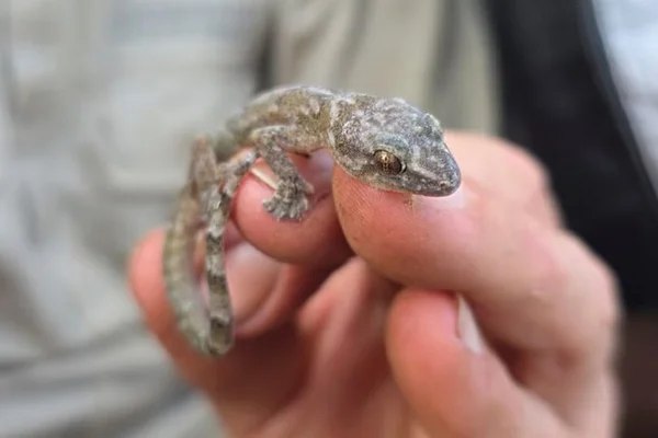 Imagem colorida de lagartixa encontrada na África do Sul - metrópoles