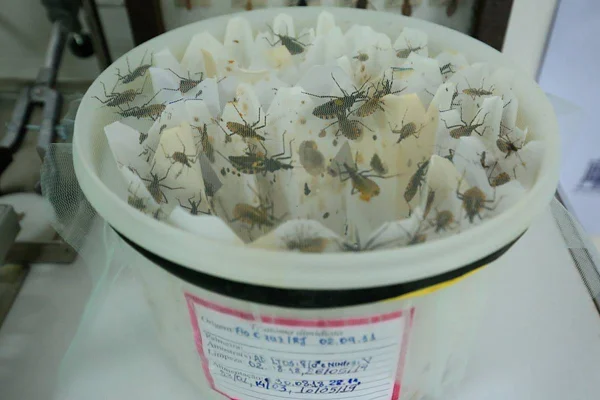 barbeiro doença de chagas