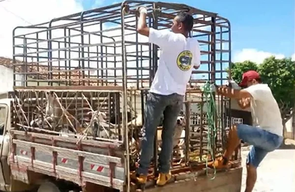 Polícia investiga morte de 50 cães a mando de prefeitura na Paraíba
