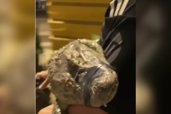Polícia identifica adolescente flagrado levando jacaré em bicicleta no RJ